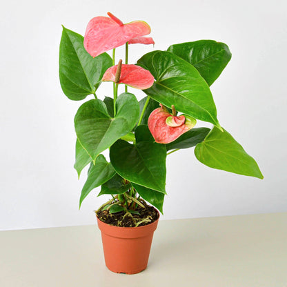 Anthurium plant with glossy green heart-shaped leaves and pink flamingo flowers in terracotta pot
