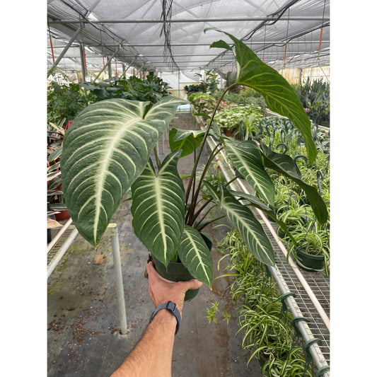 Large Xanthosoma lindenii Angel Wing plant with striking white-veined dark green leaves in terracotta pot