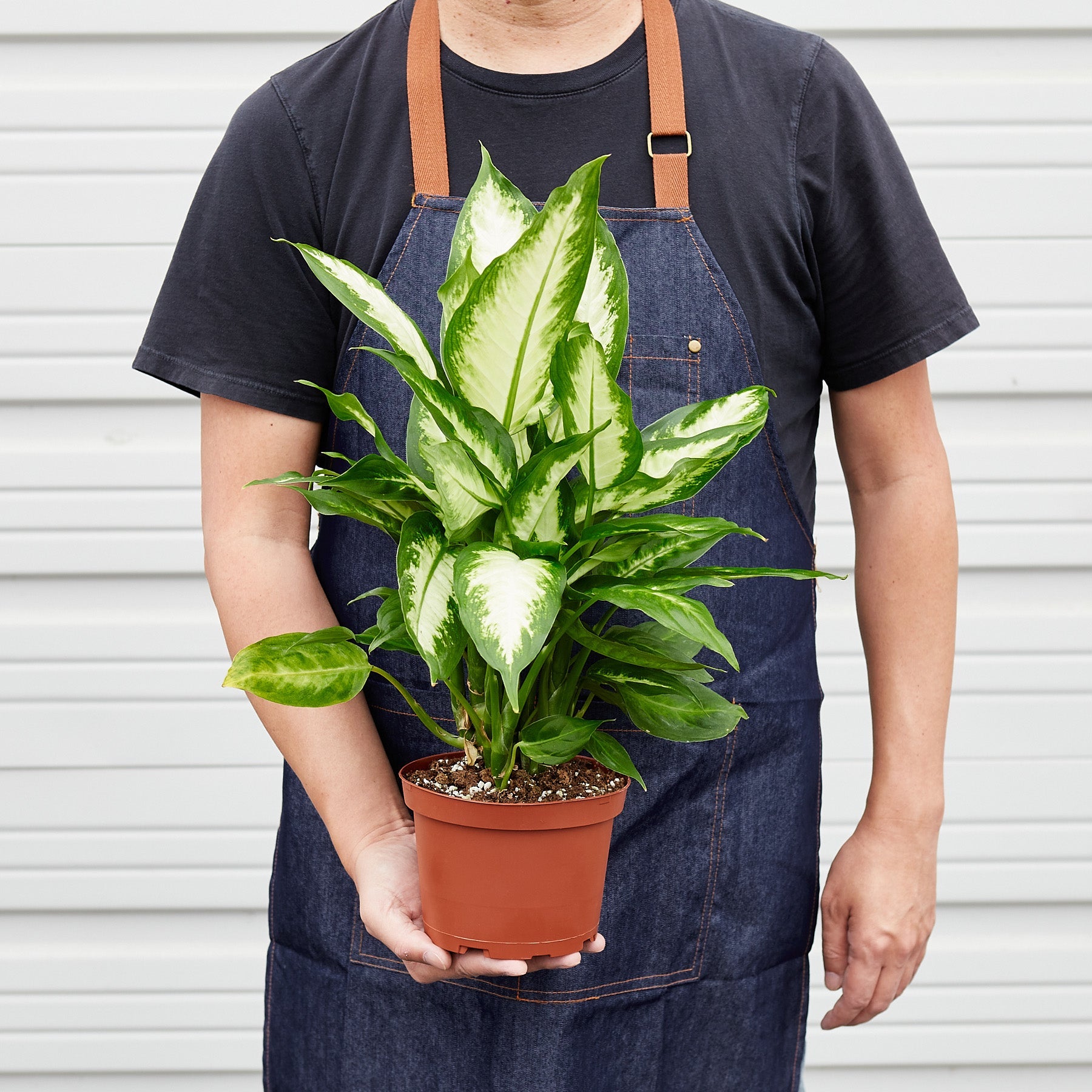 Person holding potted Dieffenbachia Camille plant with variegated green and white leaves in terracotta pot