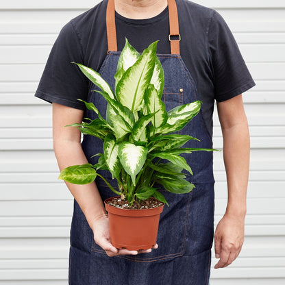 Person holding potted Dieffenbachia Camille plant with variegated green and white leaves in terracotta pot