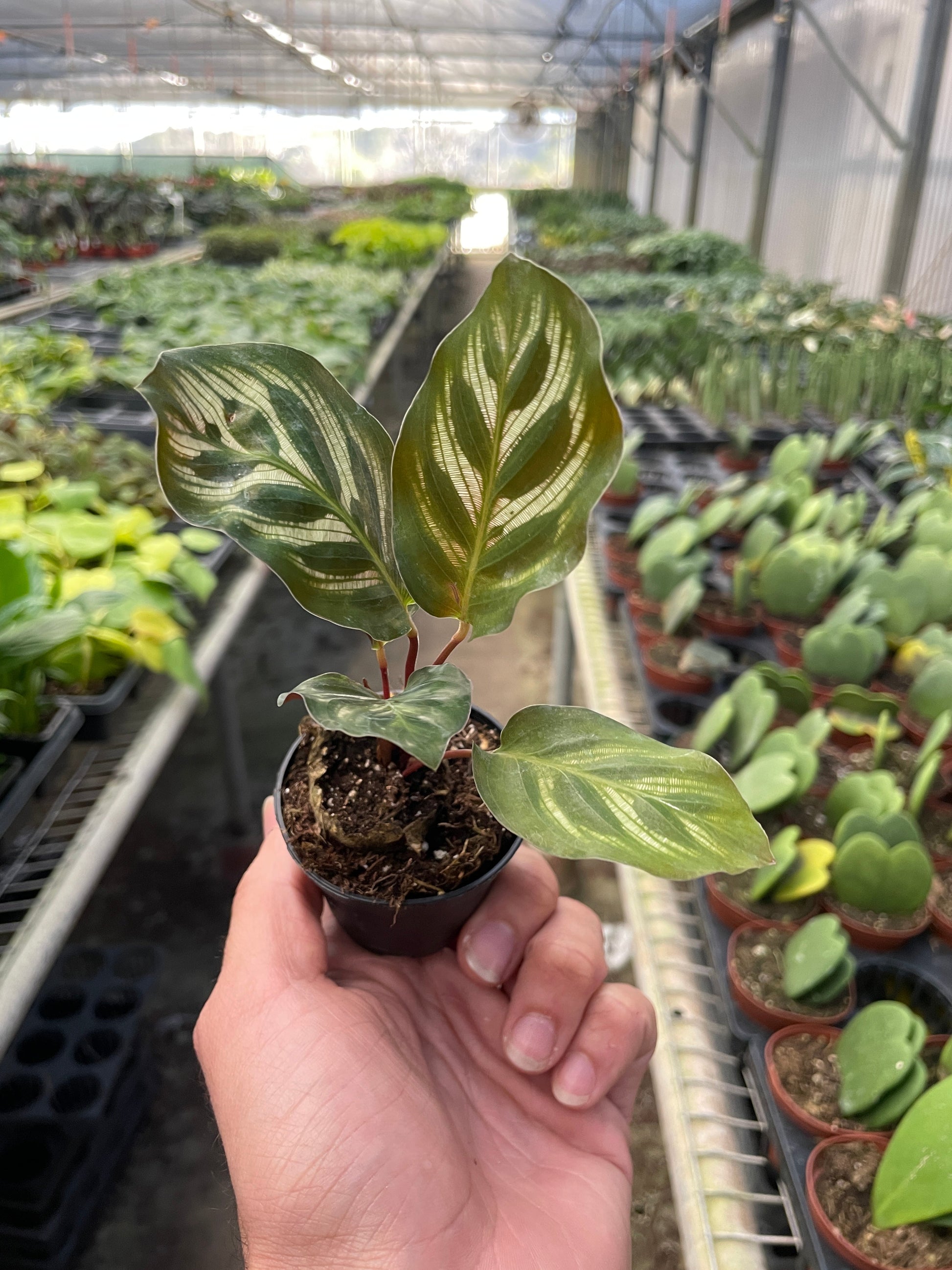 Calathea makoyana with striped green leaves in small pot held in greenhouse with plants in background