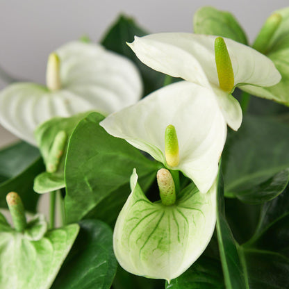 White Anthurium flowers with glossy heart-shaped leaves and yellow spadix against green foliage