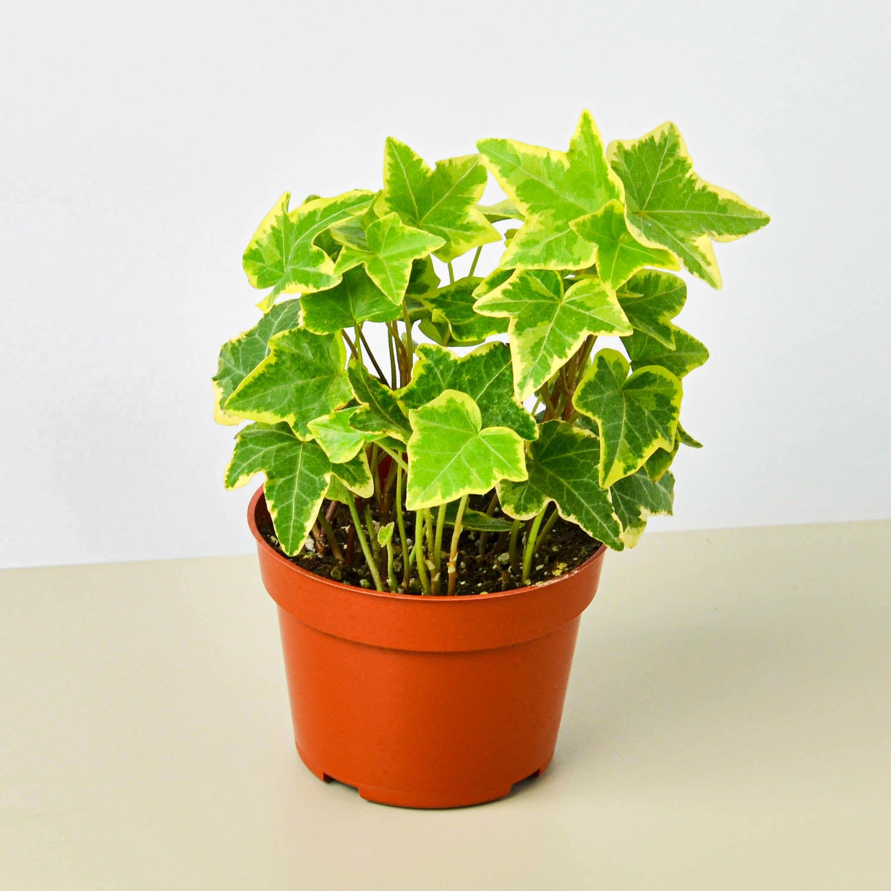 Variegated English Ivy with green and yellow leaves in orange plastic pot on neutral background