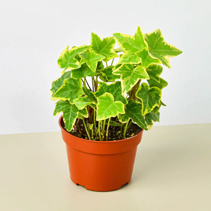 Variegated English Ivy with green and yellow leaves in orange plastic pot on neutral background