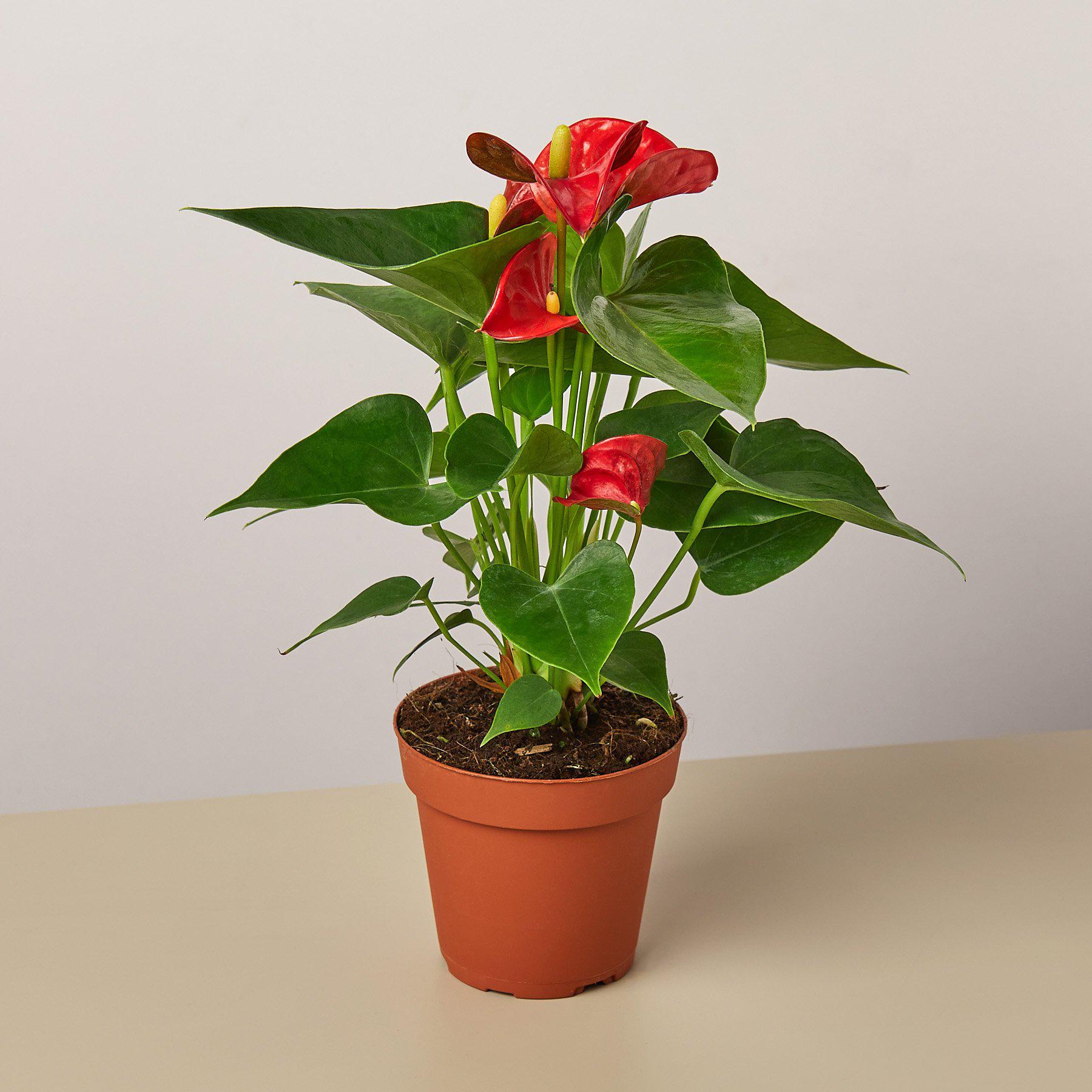 Red anthurium plant with glossy heart-shaped leaves and bright red flamingo flowers in terracotta pot