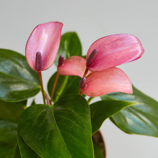 Pink anthurium flowers with glossy heart-shaped blooms and dark green leaves against white background