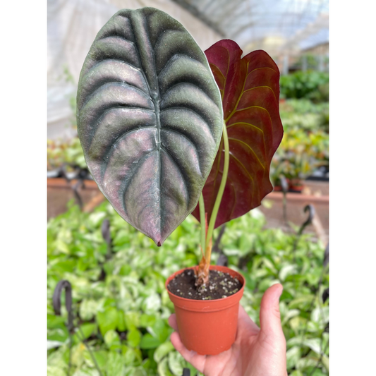 Alocasia Red Secret plant with metallic green and burgundy heart-shaped leaves in terracotta pot held by hand
