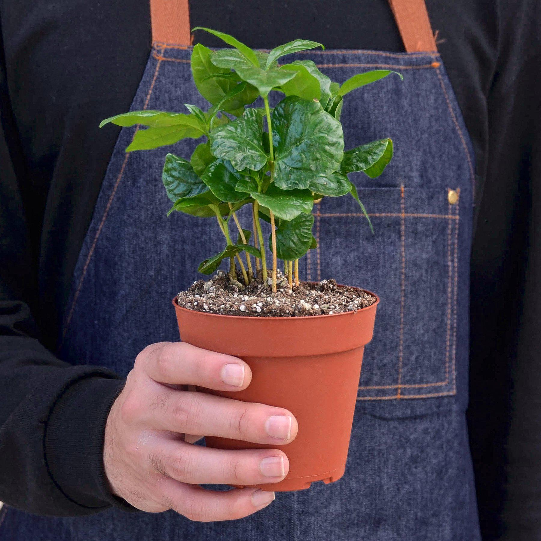 Person holding potted Arabica coffee plant with glossy green leaves in terracotta pot against denim apron