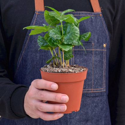 Person holding potted Arabica coffee plant with glossy green leaves in terracotta pot against denim apron
