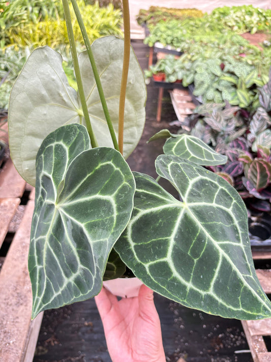 Dark green heart-shaped leaves with striking white veins held above potted plant in greenhouse setting