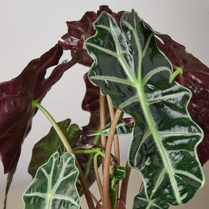 Alocasia Polly with dark green arrow-shaped leaves featuring prominent white veins and burgundy undersides on stems