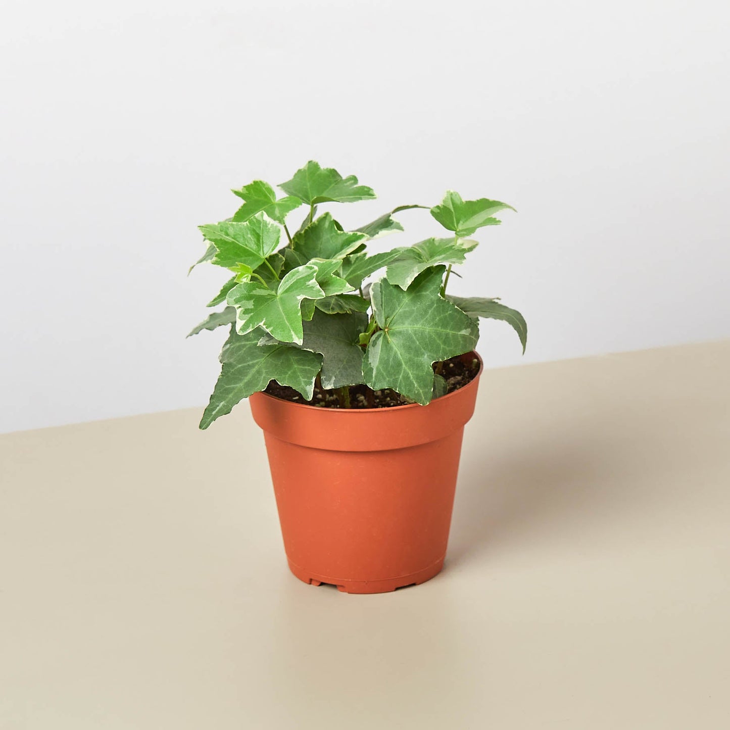 English Ivy 'Glacier' with variegated green and white leaves in terracotta pot on beige surface