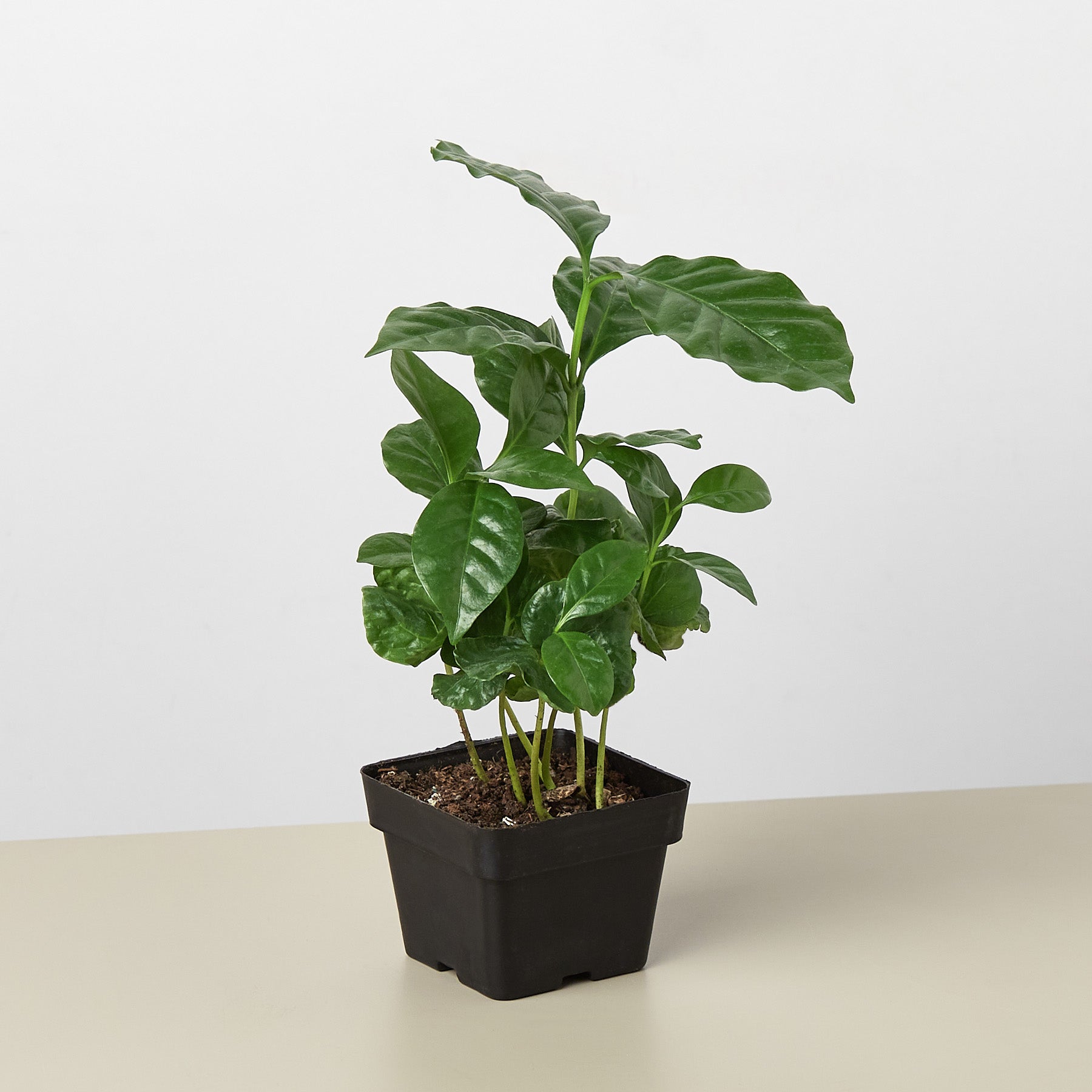 Arabica coffee plant with glossy green leaves in black square pot on neutral background