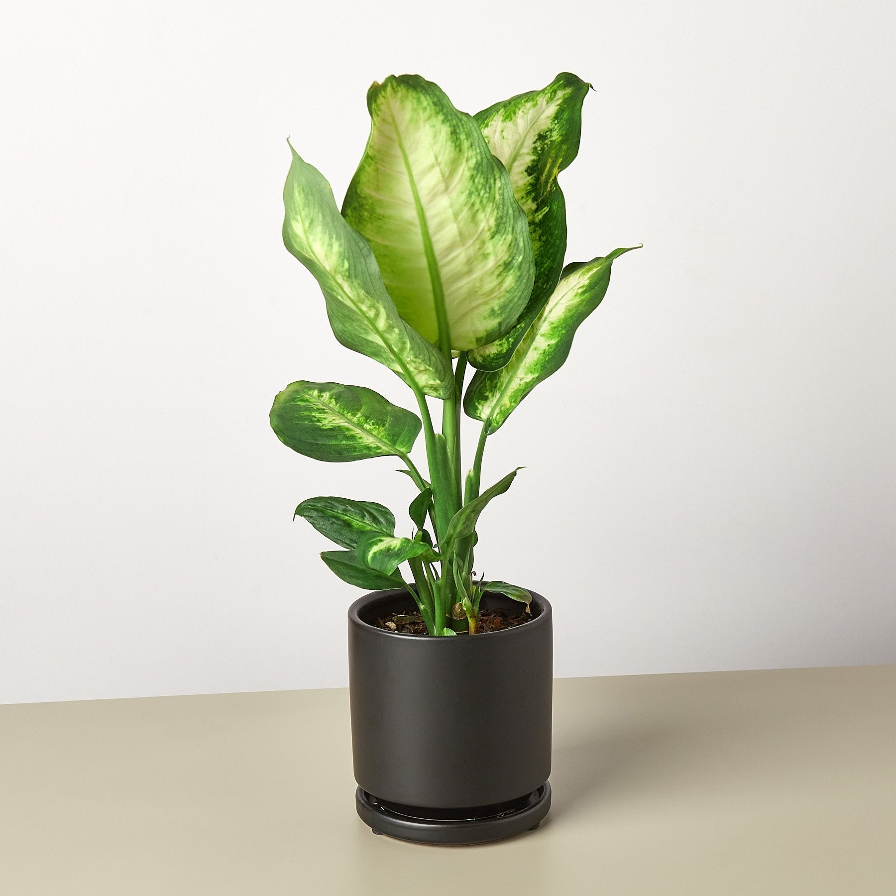 Dieffenbachia Camille plant with variegated yellow-green leaves in a dark cylindrical pot on neutral background