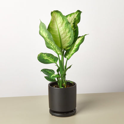 Dieffenbachia Camille plant with variegated yellow-green leaves in a dark cylindrical pot on neutral background