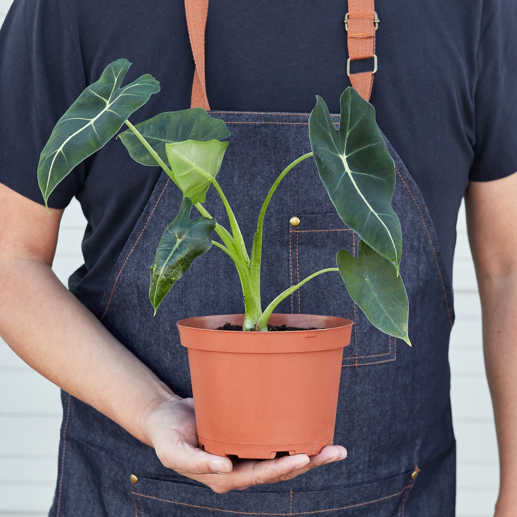 Person in denim apron holding potted Alocasia Frydek with dark green arrowhead leaves and white veins