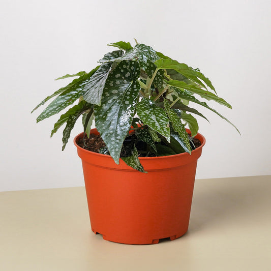 Begonia 'White Ice' in orange pot with deep green spotted leaves and silvery-white variegation