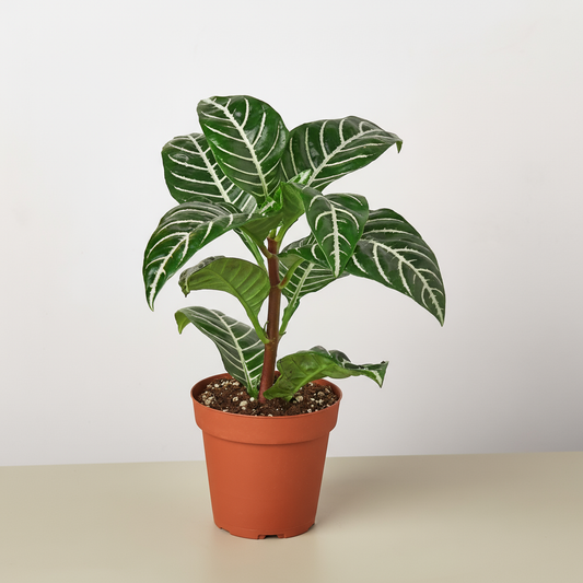 Zebra Plant with dark green leaves and white veins in terracotta pot, labeled Pet-Friendly with paw print icon
